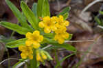 Hoary puccoon